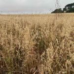 Growing Cereals & Pseudocereals For The Kitchen Ancient Grains for growing in UK gardens