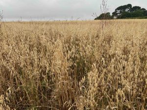Ancient Grains for growing in UK gardens