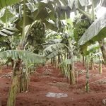 The 3 Principles to Successful Agribusiness - Dr. Emma Naluyima Dr Emma Naluyima
