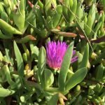 Hottentot Fig, one of my February Foraging Plants