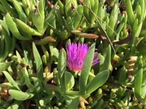 Hottentot Fig, one of my February Foraging Plants