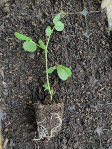 Pea shoot, sown January 6th, at 17 days after sowing