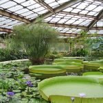 The History Of Greenhouses, Orangeries & Conservatories. 1024px-Botanical_Garden_V.L._Komarov_Botanical_Institute