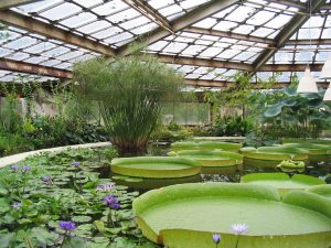 history of greenhouses