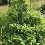 Unusual Perennial Food Plants That Tolerate Partial Shade. Hablitzia-tamnoides-