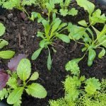 Interplanted vegetable plants in a container for winter production.
