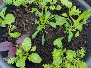 How Plants Work: Getting Higher Yields & Better Flavours. Interplanted vegetable plants in a container for winter production.