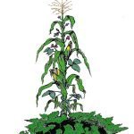 How To Grow The Three Sisters Companion Crops Three-Sister-technique-Garlan-Miles-CC-BY-SA-4.0-https-creativecommons.orglicensesby-sa4.0-via-Wikimedia-Commons