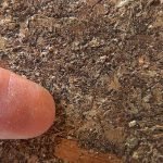 How To Use Coffee Grounds In your Garden To Encourage Plant Growth & Deter Pests Coffee-Grounds-and-sawdust-fro-burinng