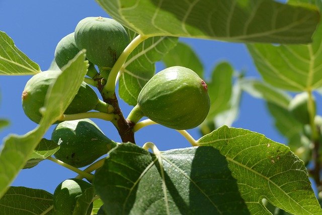 How To Grow Figs In The UK
