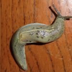 Homemade Slug Nematodes Often Won't Kill Slugs but Bread Dough Mix For Slug Control Does!