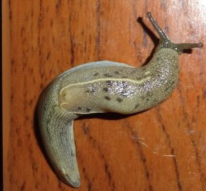 Homemade Slug Nematodes Often Won't Kill Slugs but Bread Dough Mix For Slug Control Does!