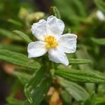 Cistus_monspeliensis_kz11
