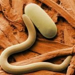 Agricultural Research Service, Public domain, via Wikimedia Commons. Biological Pest Control Examples in UK Horticulture: A Focus on Beneficial Nematodes