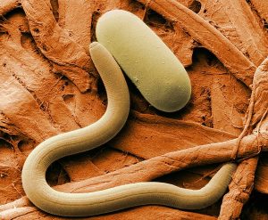 Soya Bean Nematode , not a slug nematode.
Agricultural Research Service, Public domain, via Wikimedia Commons.