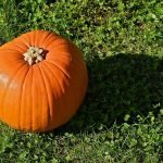 Food Forest Plant List with Descriptions, Edibility & Preparation Notes Pumpkin-Citrouille_FR_2013