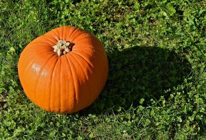 Pumpkin Photo: JLPC / Wikimedia Commons Food Forest Plant List with Descriptions & Edibility