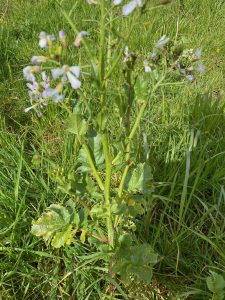 What Can Farmers Teach Gardeners? fodder radish penetrates deep in to the soil and retains nitrogen overwinter. 
