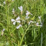 What-Can-Farmers-Teach-Gardeners-Fodder-radish-crops-