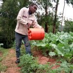 How To Grow African Kale In UK 2048px-Kale_growing.jpeg-Fauza-Gila-CC-BY-SA-4.0-https-creativecommons.orglicensesby-sa4.0-via-Wikimedia-Commons