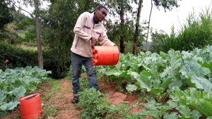 Fauza Gila, CC BY-SA 4.0, via Wikimedia Commons 
How To Grow African Kale
