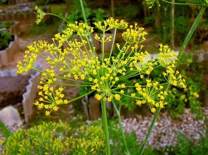 Dill in food forest Bff, CC BY-SA 3.0 <https://creativecommons.org/licenses/by-sa/3.0>, via Wikimedia Commons