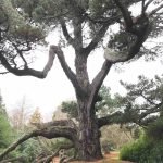 Mycorrhizal Mismatch: A Hidden Hurdle for UK Trees in a Warming World IMG_4608