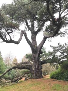 Mycorrhizal Mismatch https://www.researchgate.net/publication/338744774_Ectomycorrhizal_fungal_diversity_predicted_to_substantially_decline_due_to_climate_changes_in_North_American_Pinaceae_forests