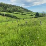 No Mow May Grasses