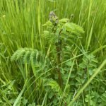 Highly Flavoured Plants, Salad Burnet