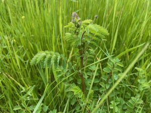 How to Grow Salad burnet as a perennial veg in uk gardens.
