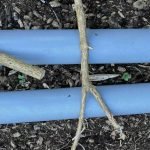 Top Gardening Tips