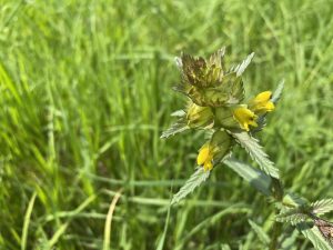yellow rattle - No Mow May