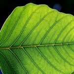 Plant goodness, & Why plant leaves curl. Jon Sullivan, Public domain, via Wikimedia Commons