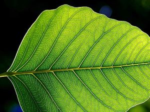 Why Plant Leaves Curl. Image attribution: Jon Sullivan, Public domain, via Wikimedia Commons