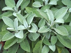 Agnieszka Kwiecień, Nova, CC BY-SA 4.0 <https://creativecommons.org/licenses/by-sa/4.0>, via Wikimedia Commons.  Sage in food forest 