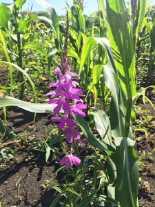 Companion Plantings That Push & Pull,Striga Growing With Maize. Image Attribution: Aneth David (SLU), CC BY-SA 4.0 https://creativecommons.org/licenses/by-sa/4.0, via Wikimedia Commons