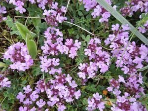 thymus vulgaris, Rosser1954, CC BY-SA 4.0 <https://creativecommons.org/licenses/by-sa/4.0>, via Wikimedia Commons
