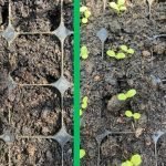 Why do seeds sometimes fail to germinate