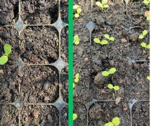 Seed germination experiment. 