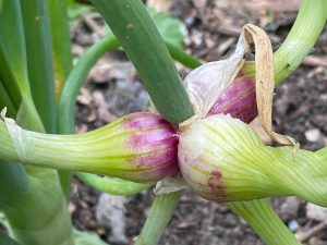 A world of Walking onions! 
