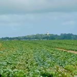 What is polyculture?