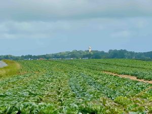 What is polyculture?
