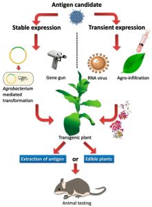 What Are GMOs? 