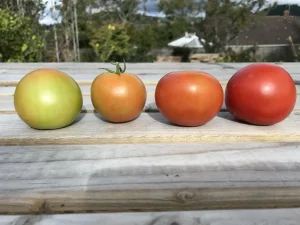 When to Harvest Your Vegetables, ripening tomatoes