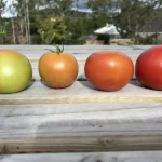 ripening tomatoes