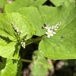 Buckwheat flower, five weeks after sowing
