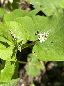 How to Grow Buckwheat In UK. Buckwheat in flower. 