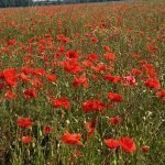 Field of poppies