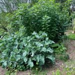 What is Permaculture? and what is a plant guild.